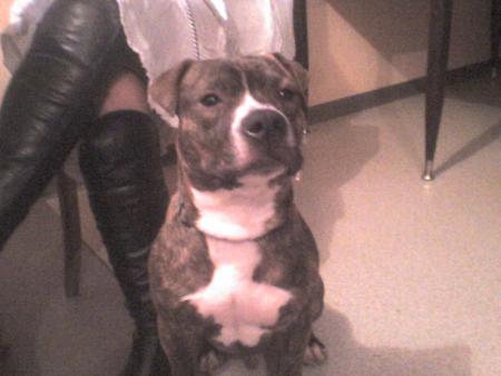 mon chien